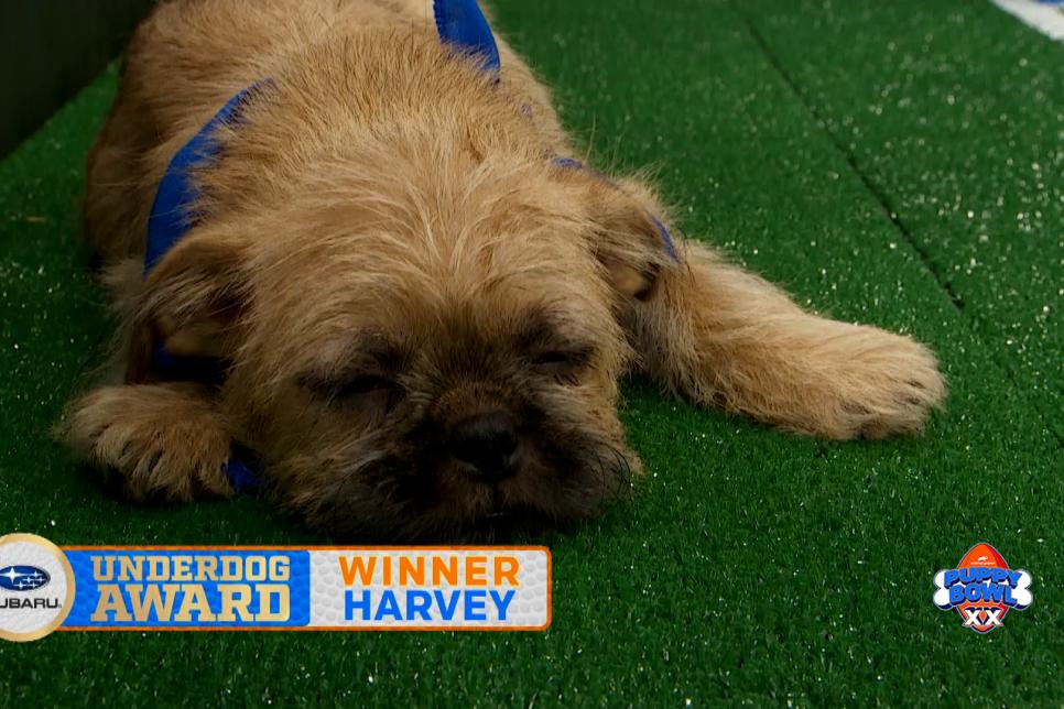 Check out some of 2024 Puppy Bowl's best moments from the game! Watch